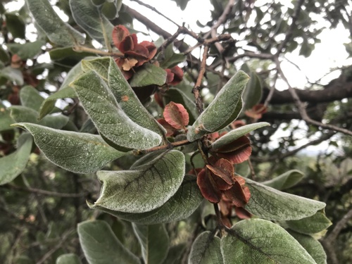 Combretum molle
