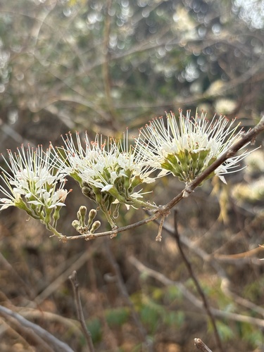 Combretum mossambicense (Knobbly bushwillow) — photo