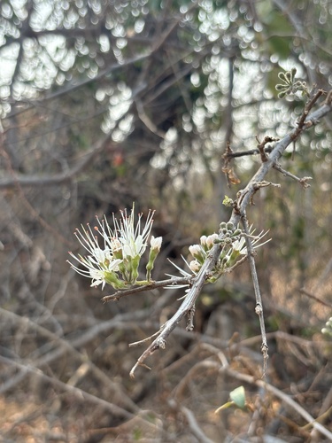 Combretum mossambicense (Knobbly bushwillow) — photo