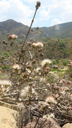 Combretum mossambicense