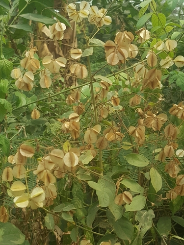 Combretum mucronatum