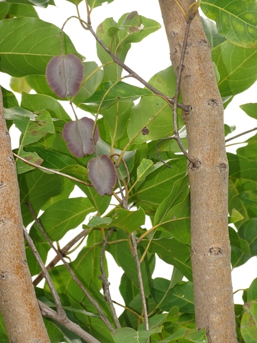 Combretum nigricans — photo