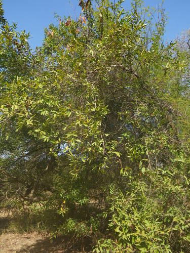Combretum nigricans — photo