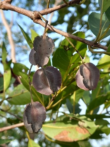 Combretum nigricans