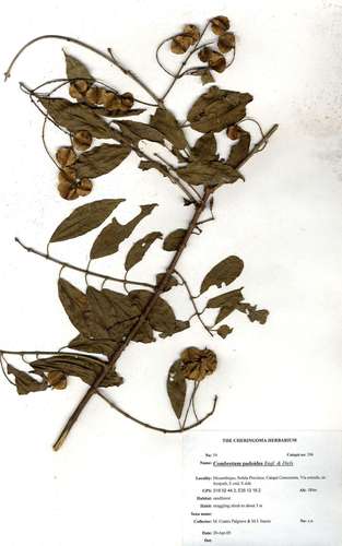 Combretum padoides (Thicket combretum) — photo
