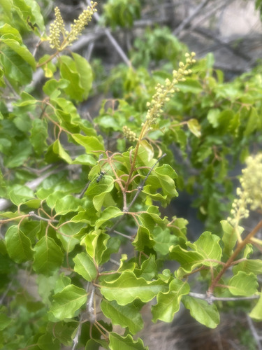 Combretum padoides