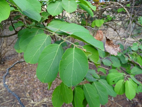 Combretum paniculatum (Flame combretum) — photo
