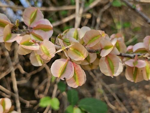 Combretum paniculatum (Flame combretum) — photo
