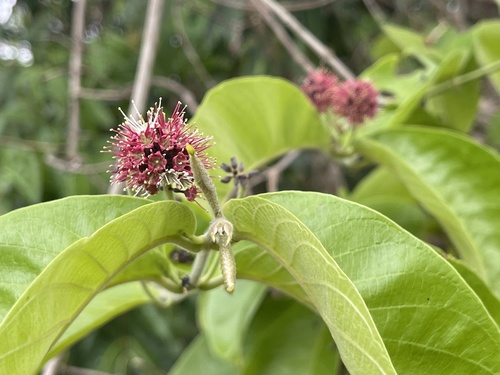 Combretum pentagonum