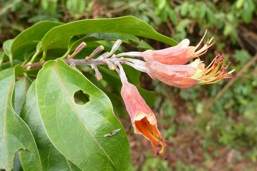 Combretum platypterum — photo