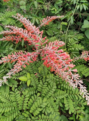 Combretum platypterum — photo