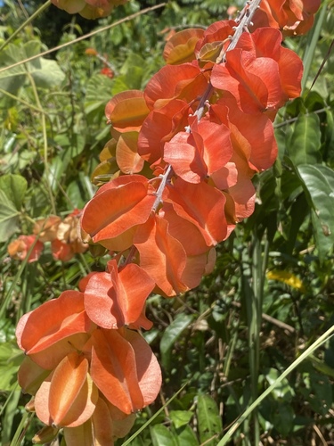 Combretum platypterum