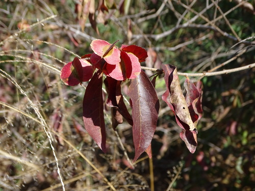 Combretum psidioides subsp. dinteri (Dinter’s combretum) — photo