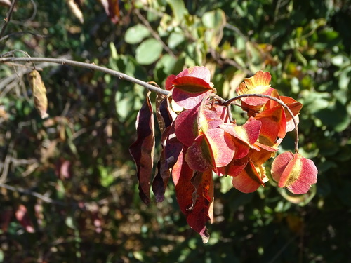 Combretum psidioides subsp. dinteri