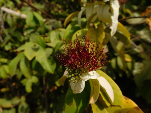 Combretum racemosum (Christmas rose) — photo