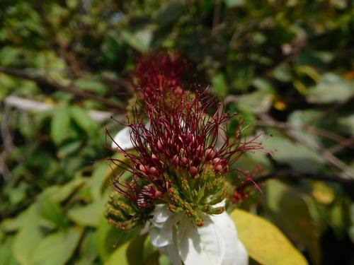 Combretum racemosum (Christmas rose) — photo