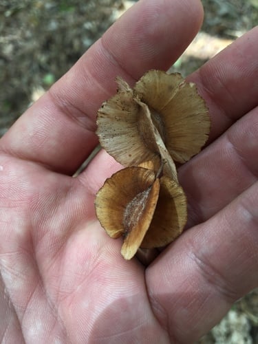 Combretum schumannii