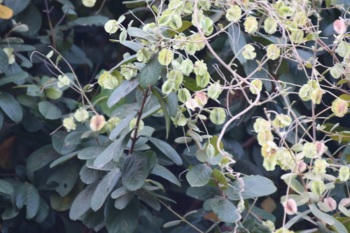 Combretum tomentosum — photo