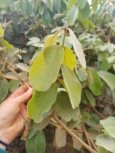 Combretum tomentosum — photo