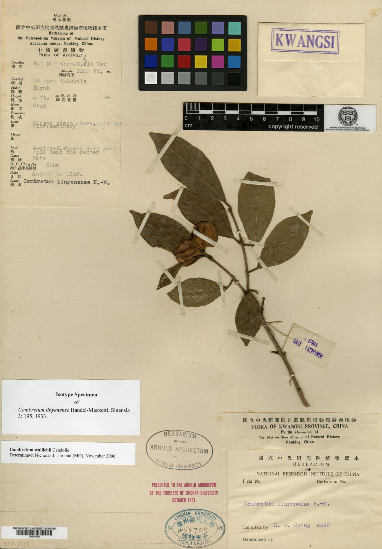 Combretum wallichii — photo