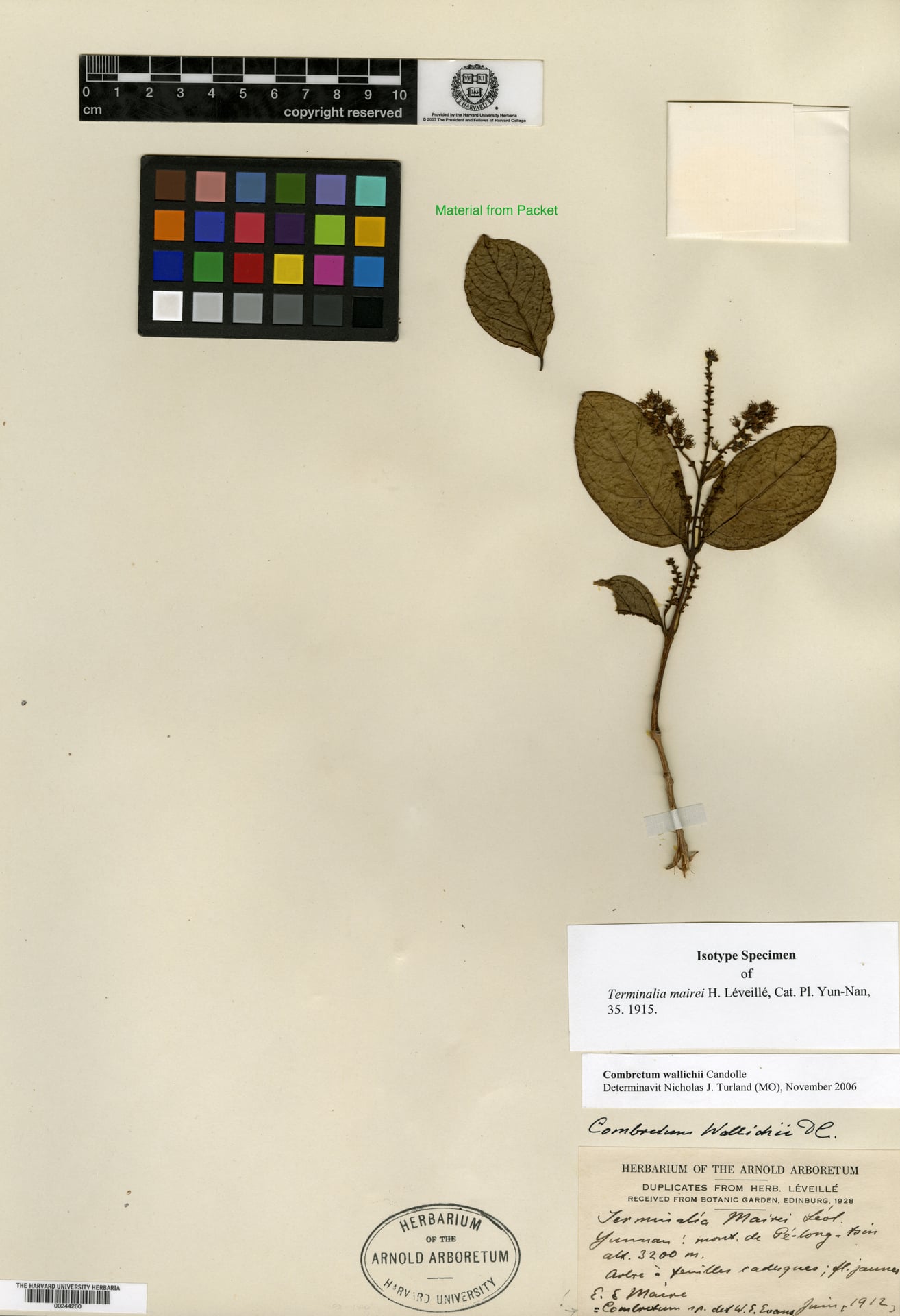 Combretum wallichii — photo