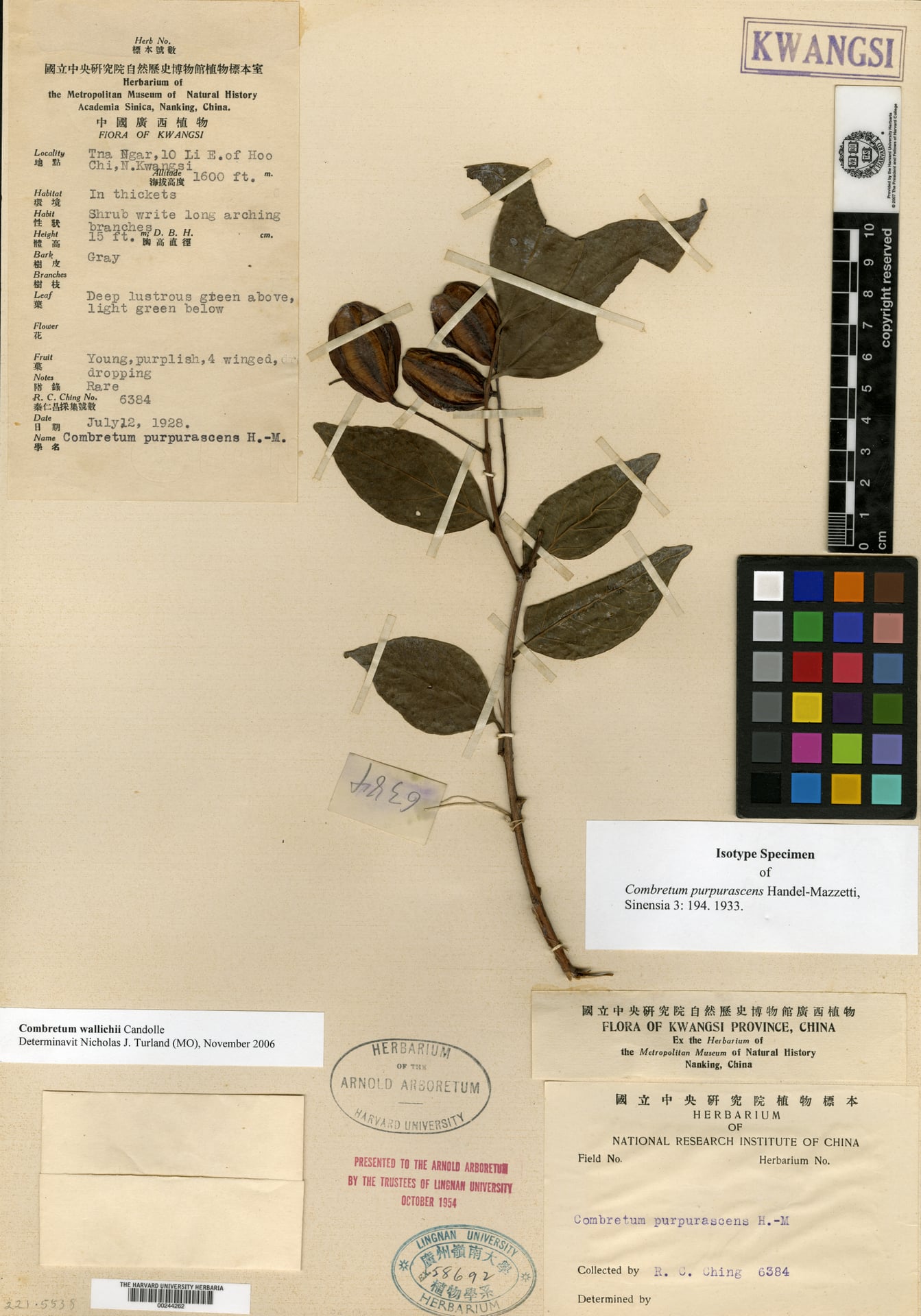 Combretum wallichii