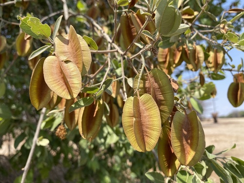 Combretum zeyheri (Large-fruited bushwillow) — photo