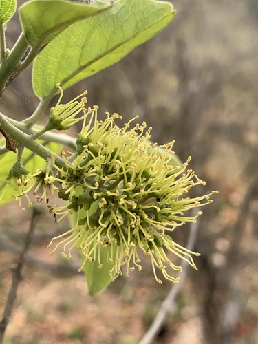 Combretum zeyheri