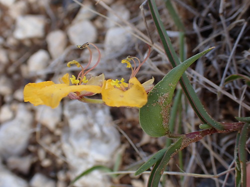 Commelina africana (Yellow commelina) — photo