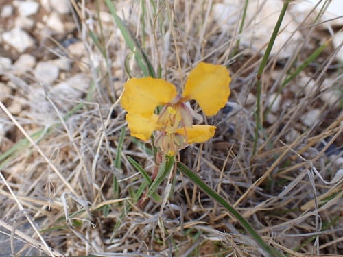 Commelina africana