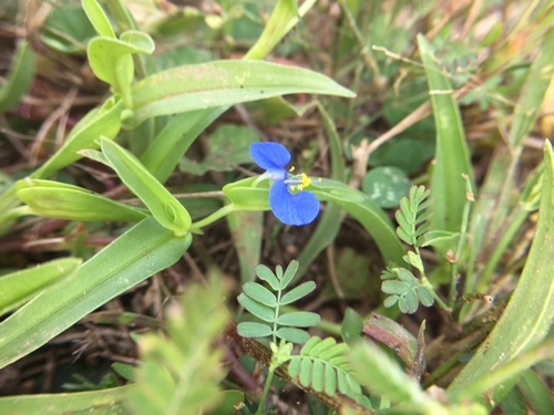 Commelina attenuata — photo