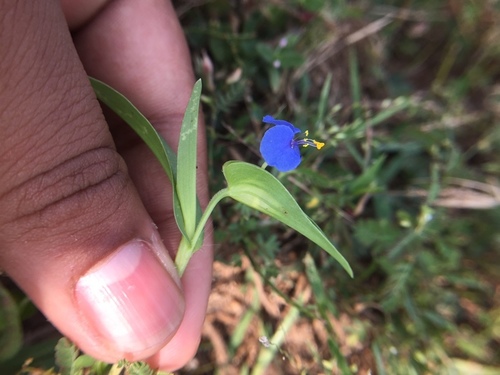 Commelina attenuata
