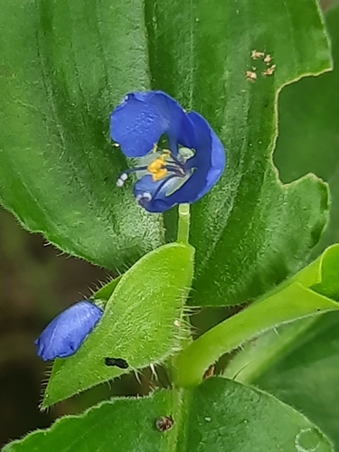 Commelina benghalensis (Dayflower) — photo