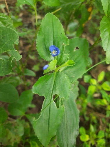 Commelina benghalensis (Dayflower) — photo