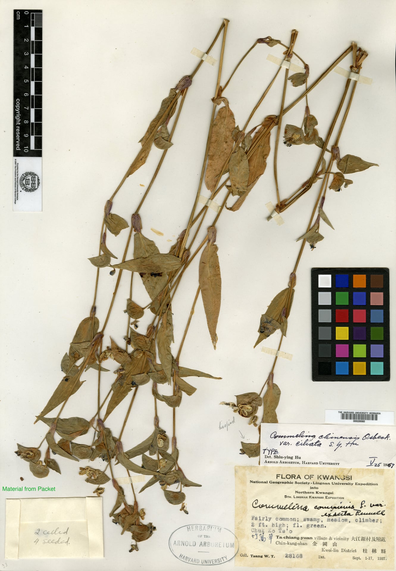 Commelina chinensis var. ciliata