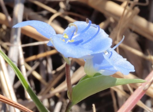 Commelina ciliata — photo