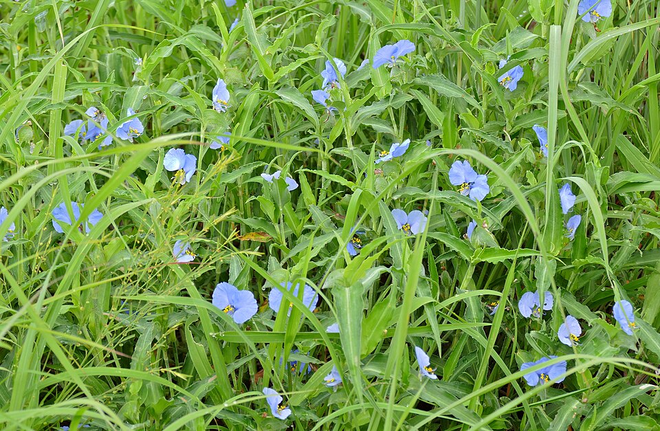 Commelina claessensii — photo