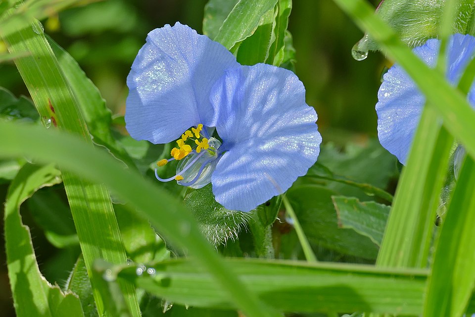 Commelina claessensii