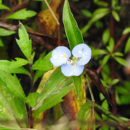 Commelina clavata (Willow leaved dayflower) — photo
