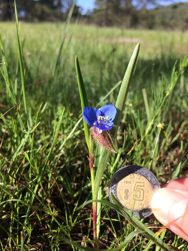Commelina coelestis (Blue spider wort) — photo