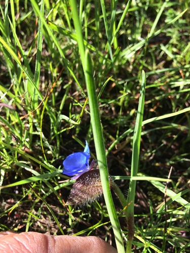 Commelina coelestis (Blue spider wort) — photo