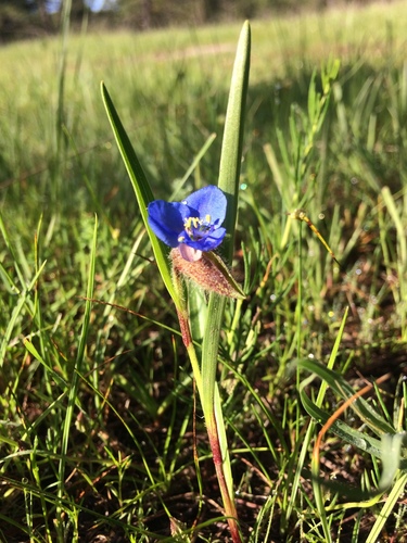 Commelina coelestis
