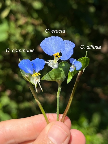 Commelina communis (Asiatic Dayflower) — photo