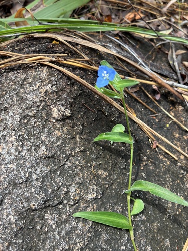 Commelina cyanea (Scurvy weed) — photo