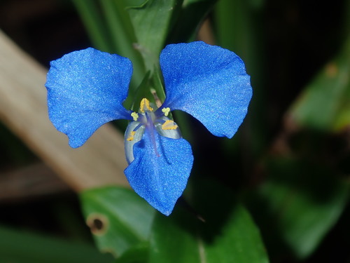 Commelina cyanea