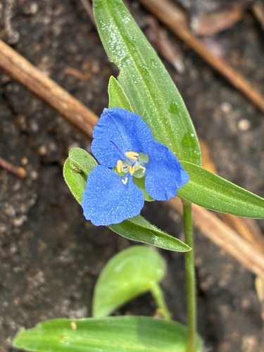 Commelina cyanea (Scurvy weed) — photo