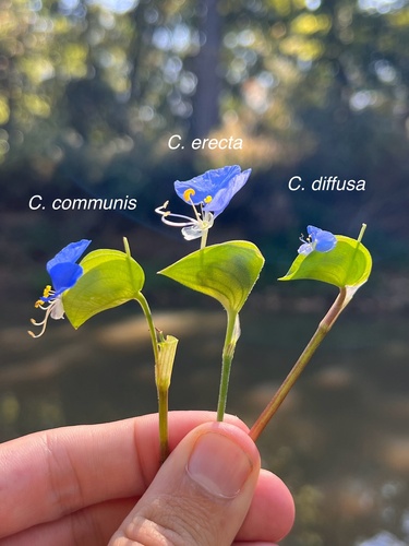 Commelina diffusa (Wandering Jew) — photo
