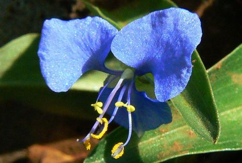 Commelina diffusa