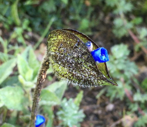 Commelina elliptica (Peruvian spiderwort) — photo