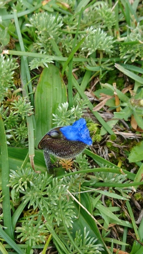 Commelina elliptica (Peruvian spiderwort) — photo